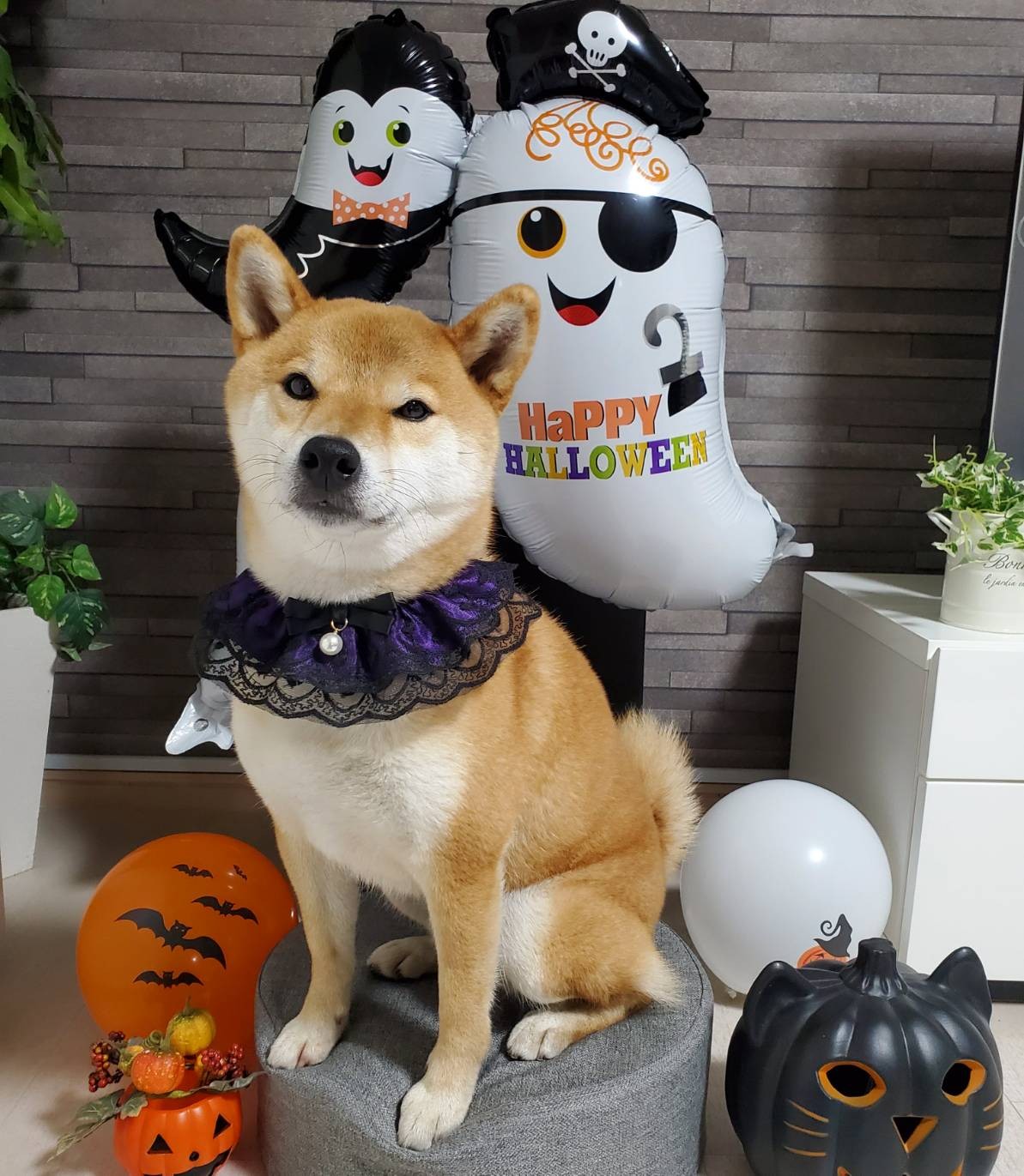 お家ハロウィーン