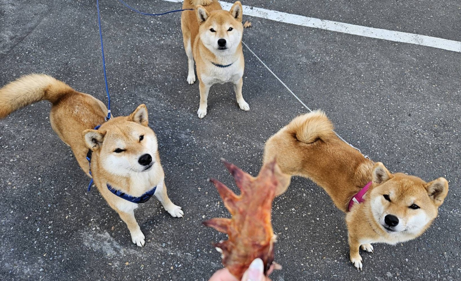 鶏とさかに釘付け