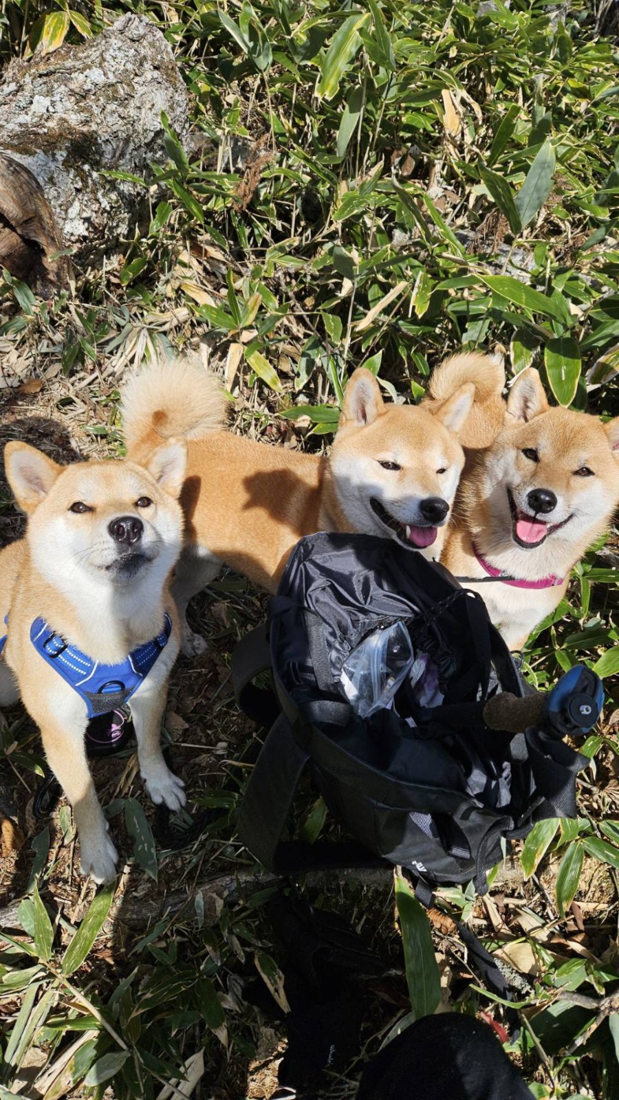 虎太郎・虎司郎・虎夏