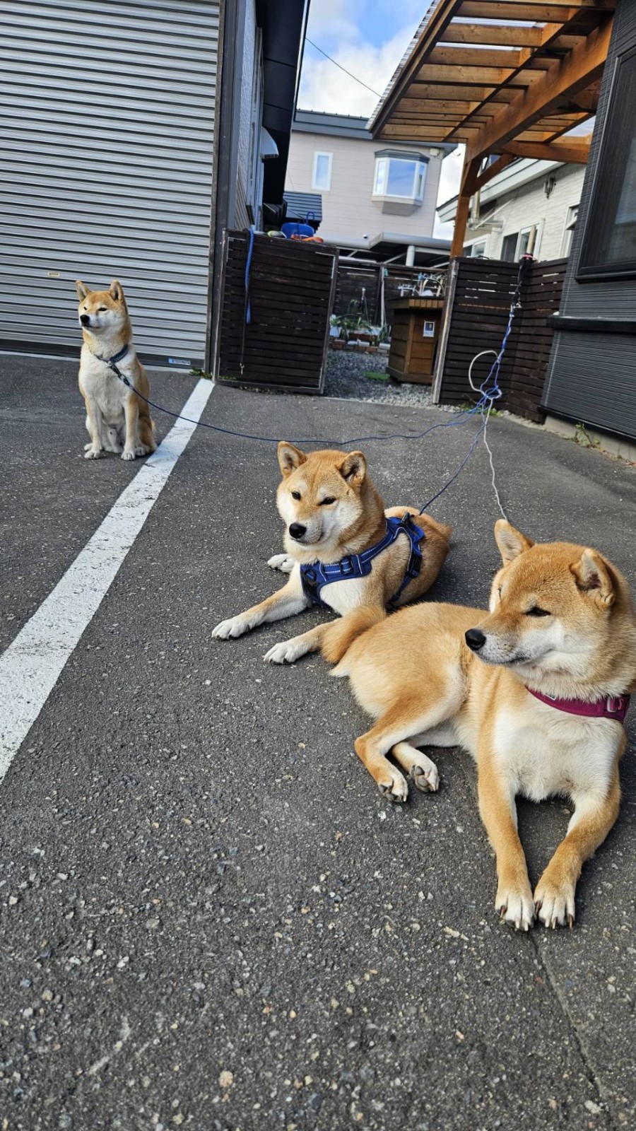 虎太郎・虎司郎・虎夏