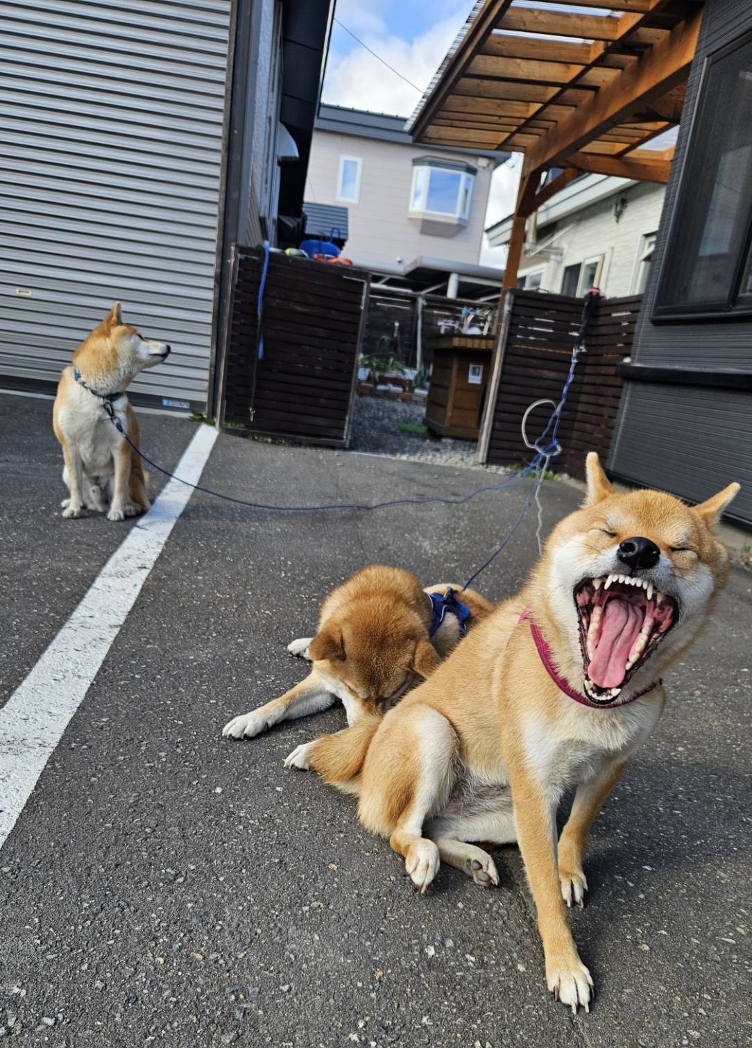 虎夏大きなあくび