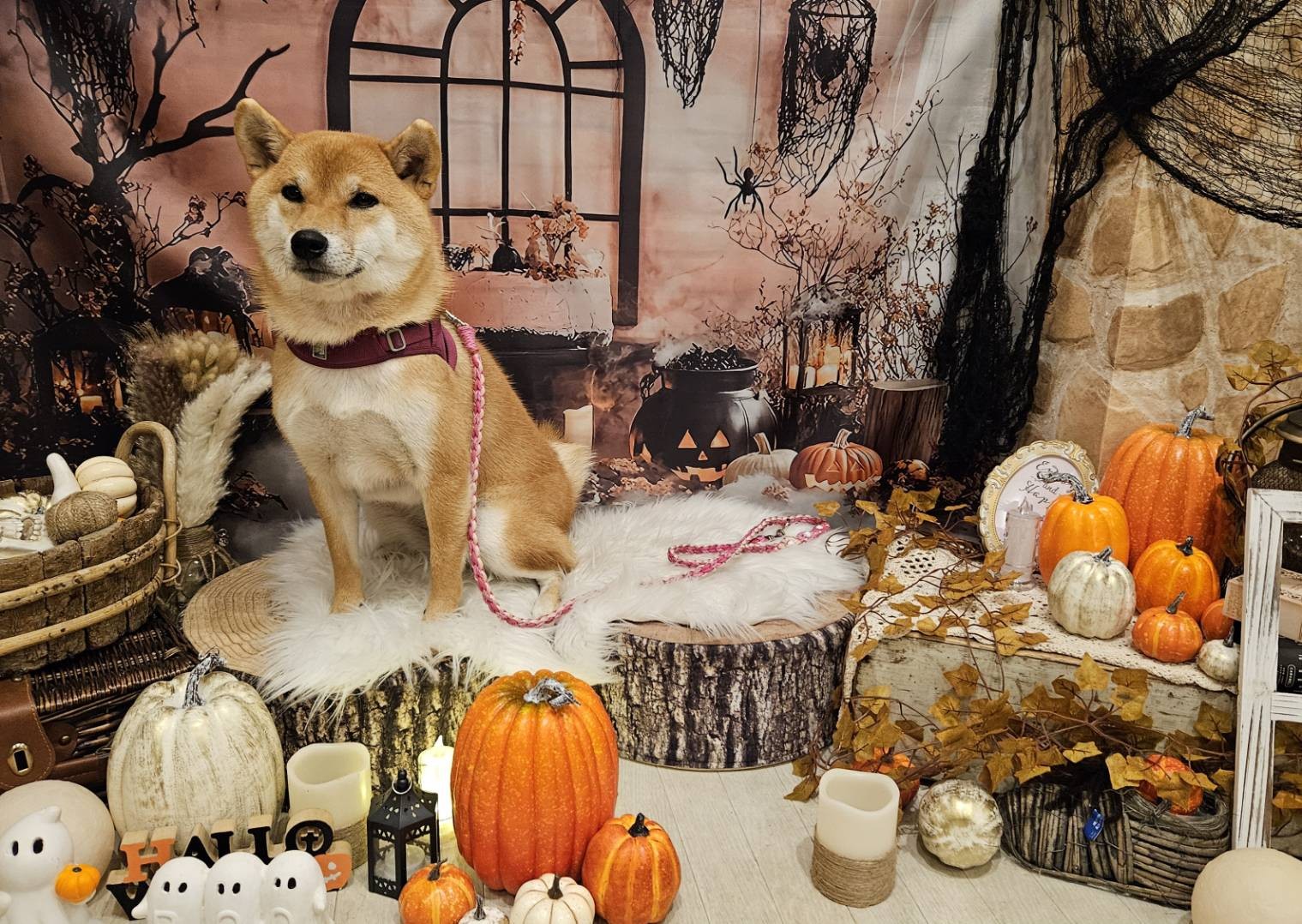 虎夏2025ハロウィン