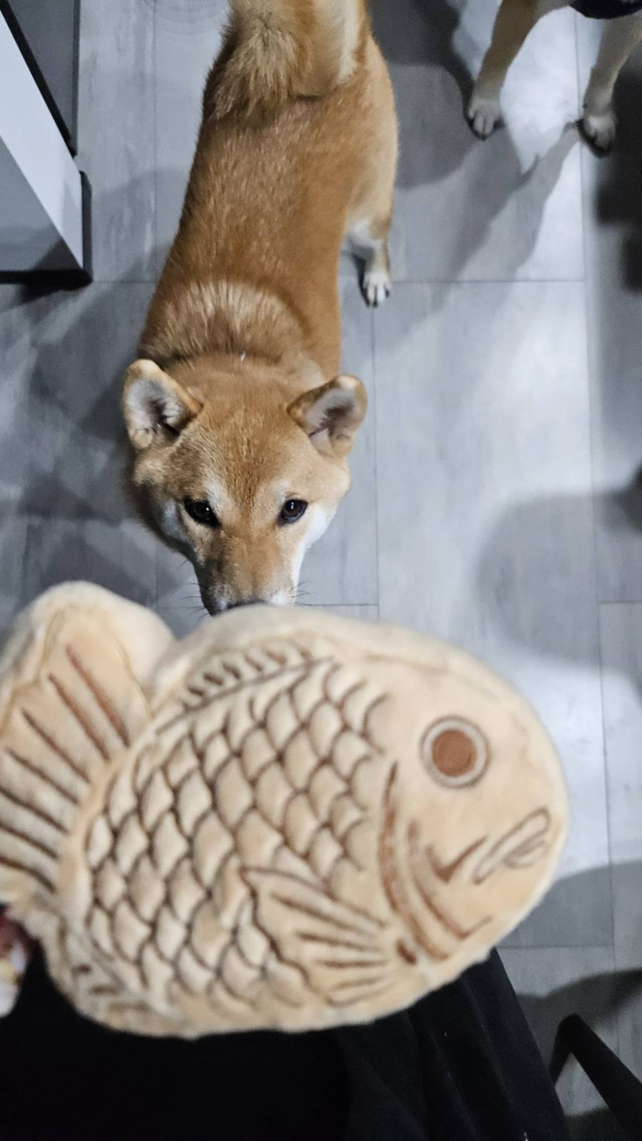 虎夏とたい焼き