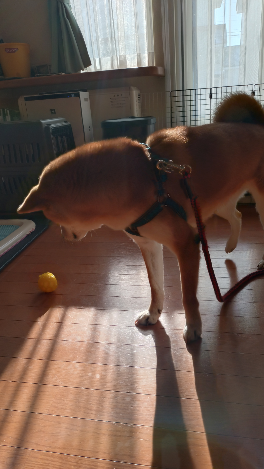 モモジロウくん