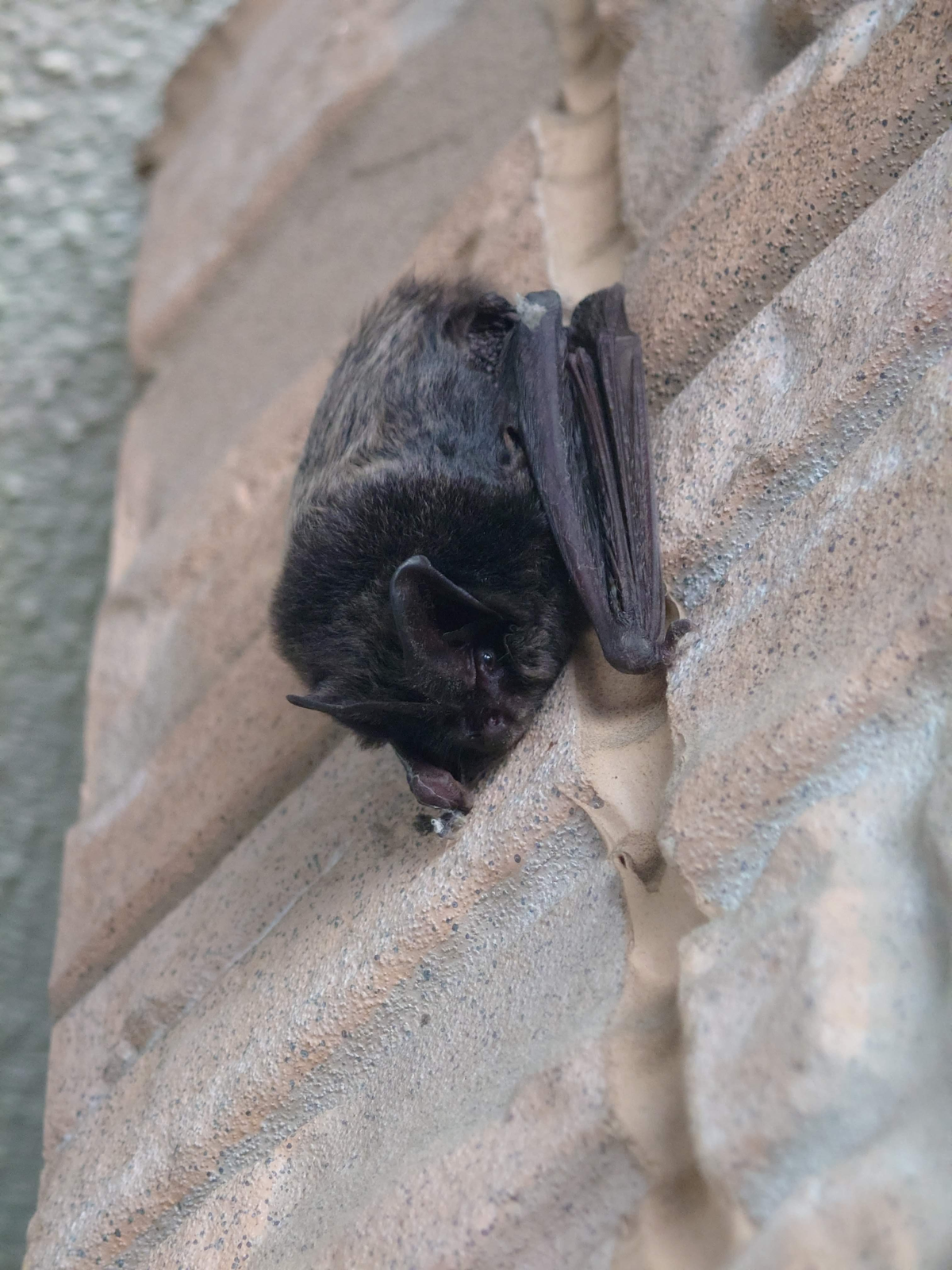 見積に行ったらコウモリー